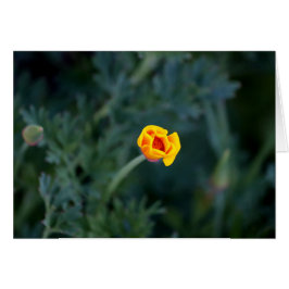 ドリーミーカリフォルニアのポピーのグリーティングカード