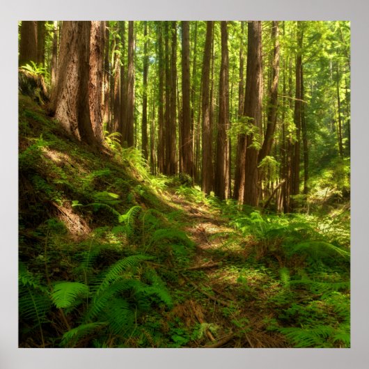 ドリーミーカリフォルニアレッドウッズ ポスター (正面)