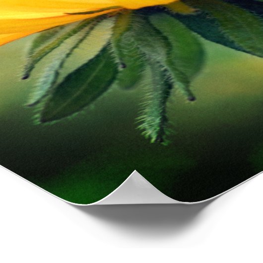 ドリーミーブラックアイドスーザンデイジーフラワー ポスター (角)