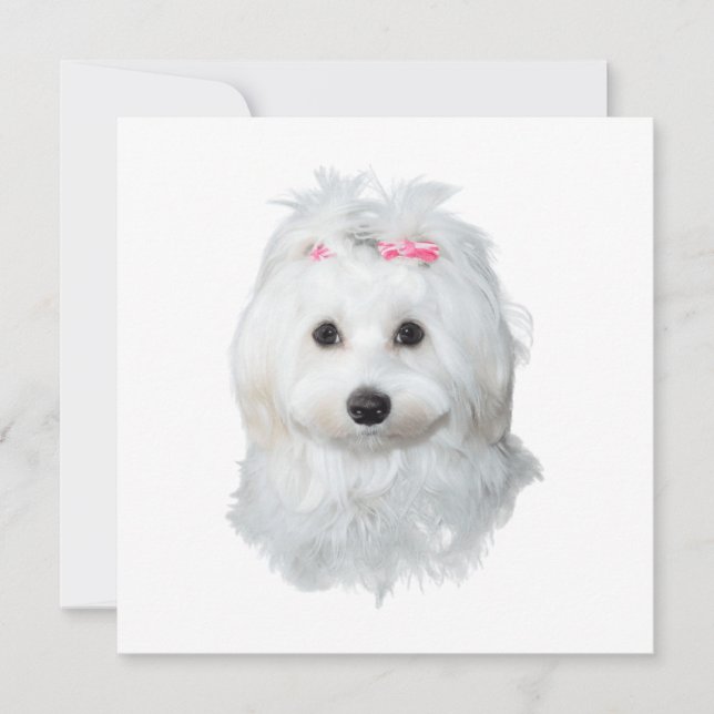 ドリーミーマルチーズ楽しいパップ (正面)