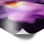 ドリーミーラベンダーひげアイリスフラワー8x10 フォトプリント            (角)