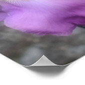 ドリーミーラベンダーひげアイリスフラワー ポスター (角)