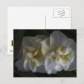 ドリーミー水仙 ポストカード (正面/裏面)