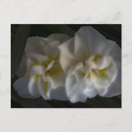 ドリーミー水仙 ポストカード (正面)