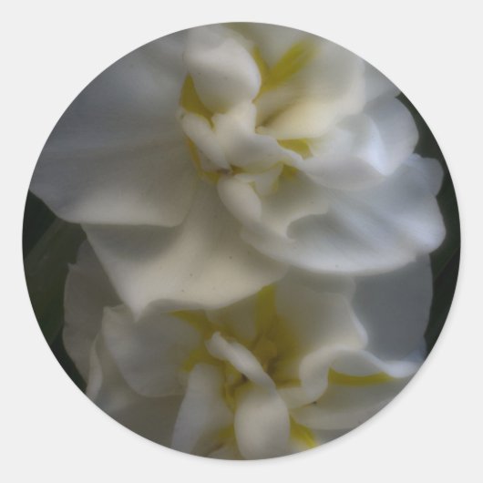 ドリーミー水仙 ラウンドシール (正面)