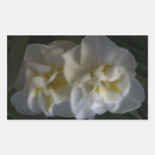 ドリーミー水仙 長方形シール (正面)