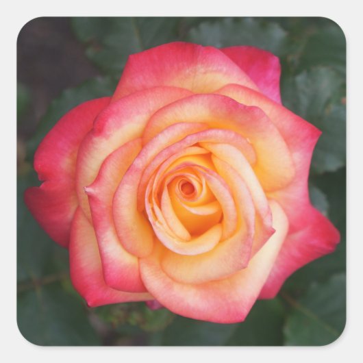 ドリームトゥル来バラ#1ステッカー スクエアシール (正面)