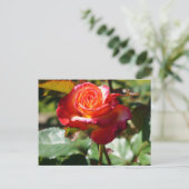 ドリームトゥル来バラ#2-2はがき ポストカード (スタンド正面)