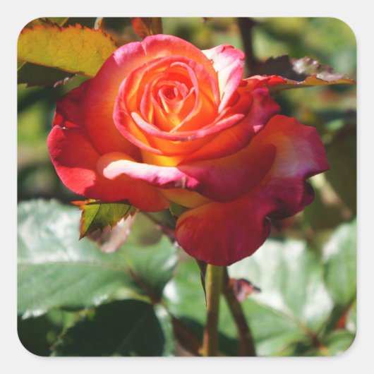 ドリームトゥル来バラ#2-2ステッカー スクエアシール (正面)