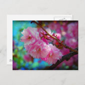 ドリームランドさくらんぼの花(韓国) ポストカード (正面/裏面)