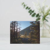 ドリーム湖で日に照らされた曇り松 ポストカード (スタンド正面)