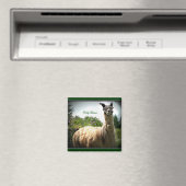 ドリーラマ磁石 マグネット (インサイチュ (食洗機))