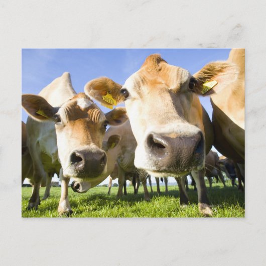 ドルセット（英国） ポストカード (正面)