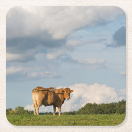 ドルドーニュ県の地域のブロンドのd'Aquitaine牛、フランス スクエアペーパーコースター