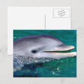 ドルフィジン ポストカード (正面/裏面)