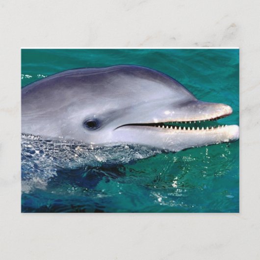 ドルフィジン ポストカード (正面)