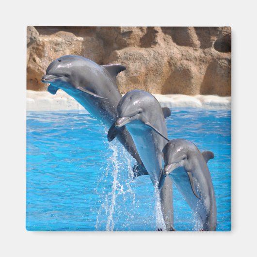 ドルフィンウォータービーチトロピカルパラダイスアイランドフィッシュ マグネット (正面)