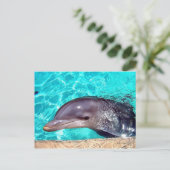 ドルフィンクローズアップ ポストカード (スタンド正面)