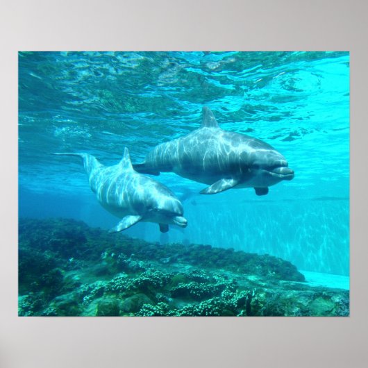 ドルフィンデュオ ポスター (正面)