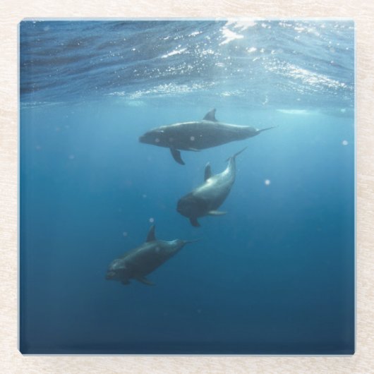 ドルフィンファミリー水中 ガラスコースター (正面)