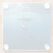 ドルフィンファミリー水中 ガラスコースター (裏面)