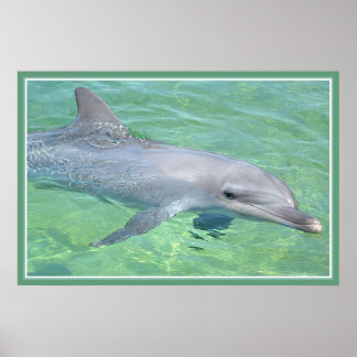 ドルフィンプリントプレミアムグロス ポスター