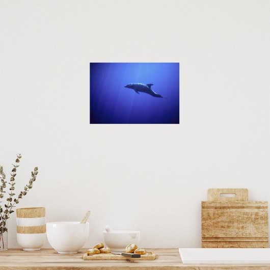 ドルフィン ポスター (キッチン)