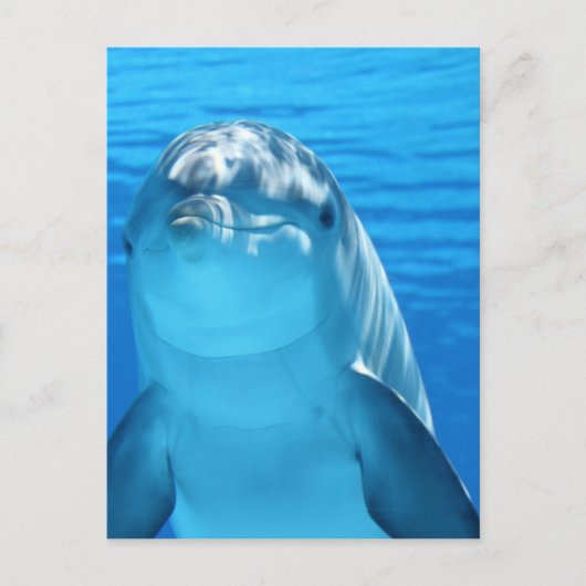 ドルフィン ポストカード (正面)