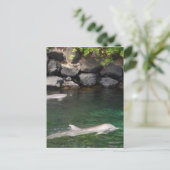 ドルフィン ポストカード (スタンド正面)