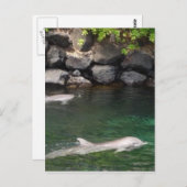 ドルフィン ポストカード (正面/裏面)