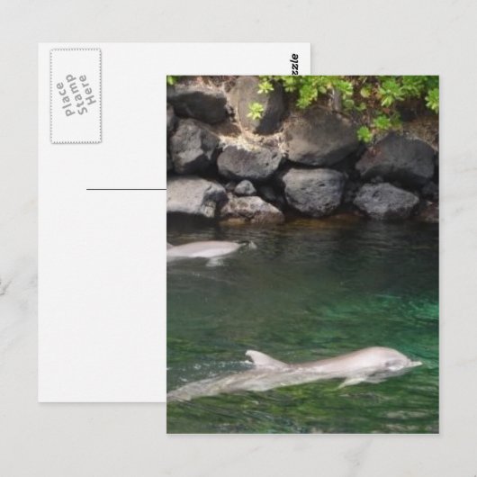 ドルフィン ポストカード (正面/裏面)