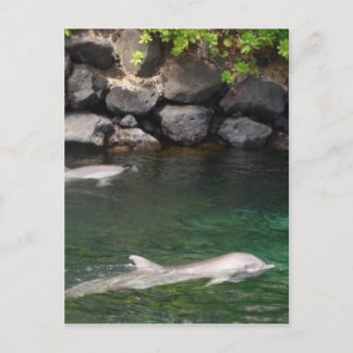 ドルフィン ポストカード