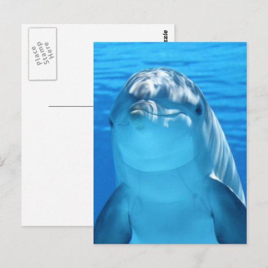 ドルフィン ポストカード (正面/裏面)