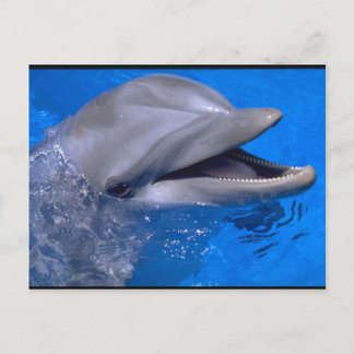 ドルフィン ポストカード