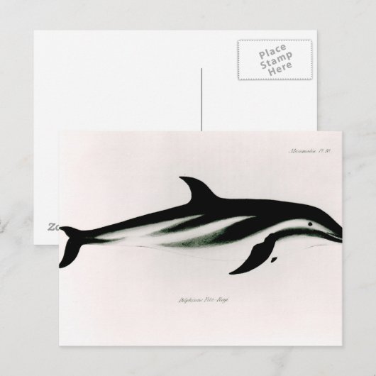 ドルフィン ポストカード (正面/裏面)