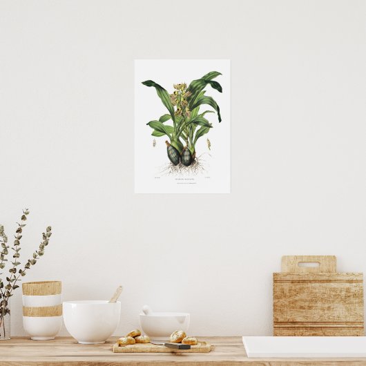 ドレイクによる恋しく思仮装のカタセトゥム。 ポスター (キッチン)