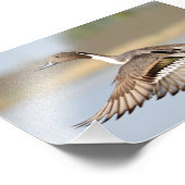 ドレイクピンテールアヒルが飛行中に離陸 フォトプリント            (角)