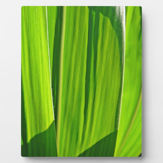 ドレグリューヌマイスブレター フォトプラーク (正面)