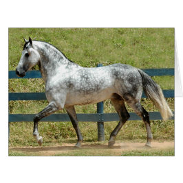 ドレスセージショーホース