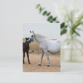 ドレスセージショーホース ポストカード (スタンド正面)