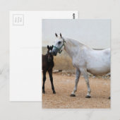 ドレスセージショーホース ポストカード (正面/裏面)