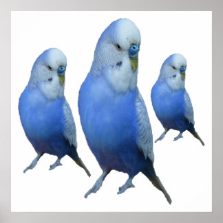 ドレブラウ・ウェレンシッチェ ポスター