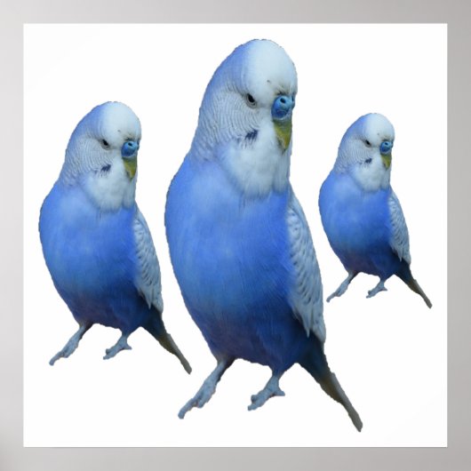 ドレブラウ・ウェレンシッチェ ポスター (正面)