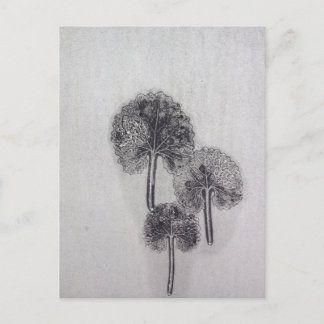 ドレブラット ポストカード