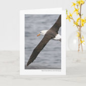 ドレークの道の黒browedアホウドリ カード (黄色い花)