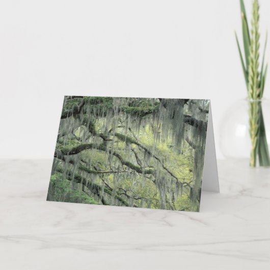 ドレープが掛けられたジョージア州サバンナのライブオークの木 カード (正面)
