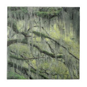 ドレープが掛けられたジョージア州サバンナのライブオークの木 タイル (正面)