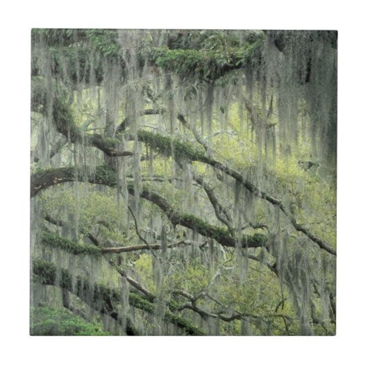 ドレープが掛けられたジョージア州サバンナのライブオークの木 タイル (正面)