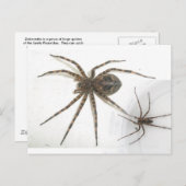 ドロメデス雄・雌クモ ポストカード (正面/裏面)