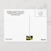 ドロメデス雄・雌クモ ポストカード (裏面)